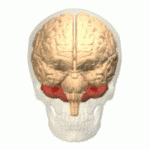 Het cerebellum of kleine hersenen (in rood) bevindt zich boven op de hersenstam.  Het speelt een belangrijke rol in het verfijnen van bewegingen, en onlangs werden beschadigingen aangetoond bij ZvH patiënten.  