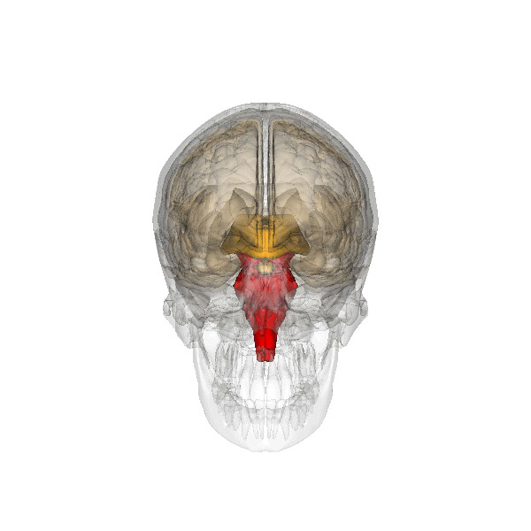 De hersenstam (in rood) bevindt zich tussen de hersenen en het ruggenmerg.  Deze regio van de hersenen speelt een belangrijke rol bij het regelen van eenvoudige processen zoals ademhalen en slikken.  