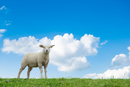 Wat hebben schapenhersenen te maken met de ZvH