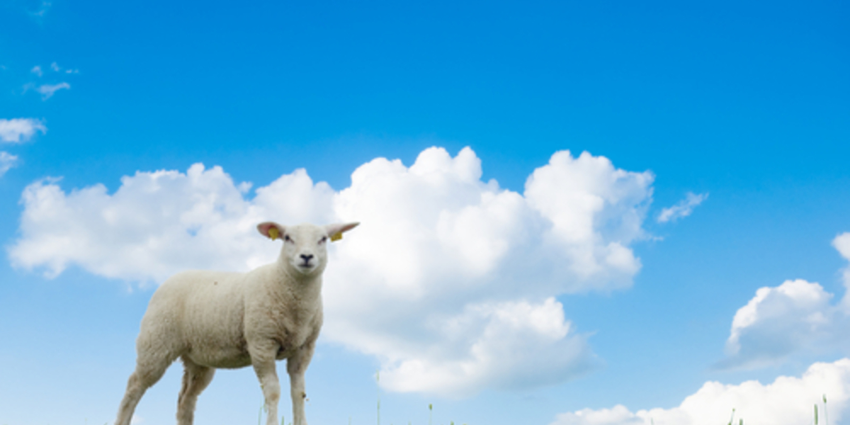 Wat hebben schapenhersenen te maken met de ZvH