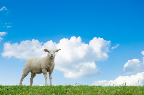 Genetisch aangepaste schapen die een mutant ZvH gen hebben, kunnen nuttig zijn om behandelingen van het lab naar de patient te kriijgen.  