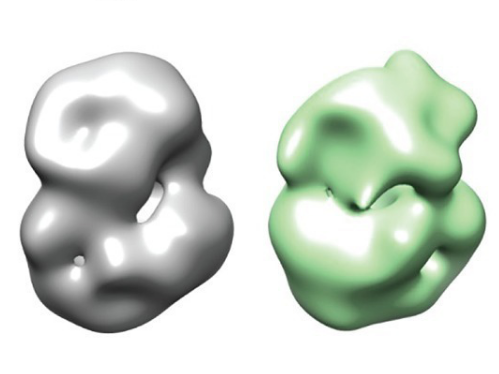 Deze afbeeldingen uit het onderzoek tonen het 'normale' huntingtine-eiwit (links) en de subtiele verschillen in structuur van het mutante huntingtine-eiwit (rechts).  