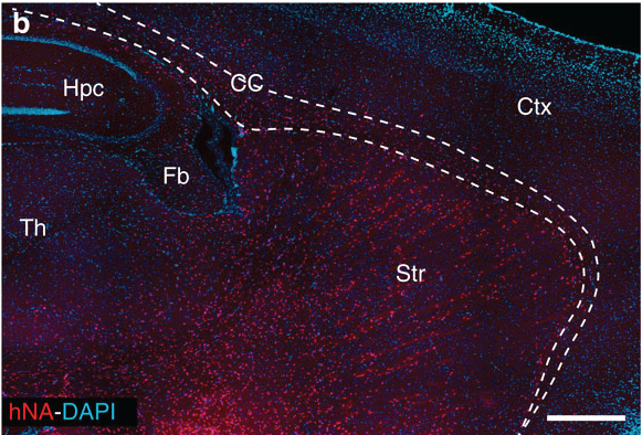 Op deze afbeelding, uit de originele studie, is elke rode stip een menselijke gliacel in een volwassen muizenbrein; de tekst en de lijnen verwijzen naar verschillende hersengebieden.  