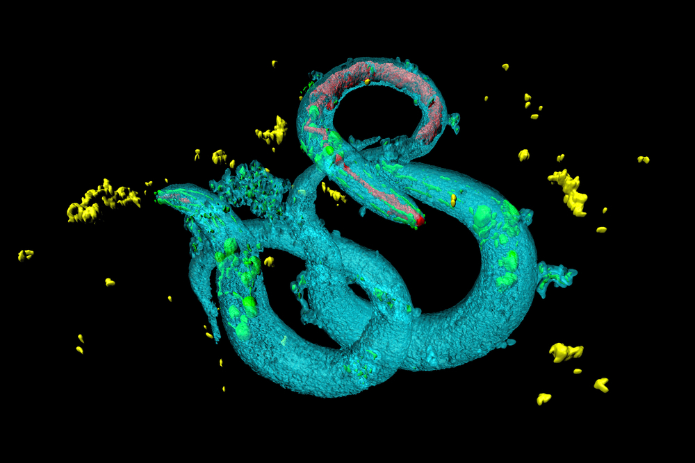 Het team van Mallucci identificeerde 2 topkandidaten uit proeven met meer dan duizend medicijnen in wormen die C elegans worden genoemd.  