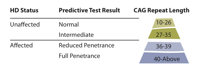 Een tabel die de mogelijke uitslagen van een voorspellende ZvH gen test samenvat.  