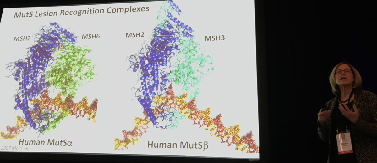 Loreena Beese toont een model van één van de eiwitmachines die voor DNA zorgt en gekoppeld is aan snellere of langzamere ZvH-progressie  