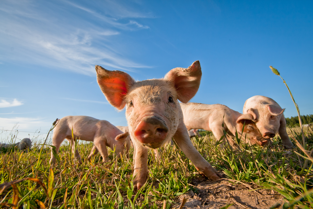 Een nieuw varkensmodel van de ziekte van Huntington heeft onderzoekers enthousiast gemaakt   