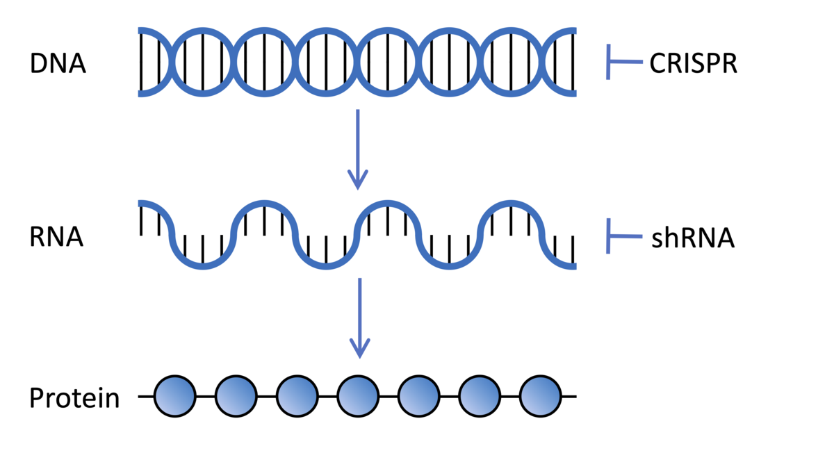 DNA codeert voor genen die worden gekopieerd in RNA en dat vertaald wordt eiwitten, de moleculen die dingen in onze cellen doen. CRISPR- en shRNA-technologieën die in genetische screenings worden gebruikt, kunnen de expressie van genen op DNA- en RNA-niveau respectievelijk veranderen  