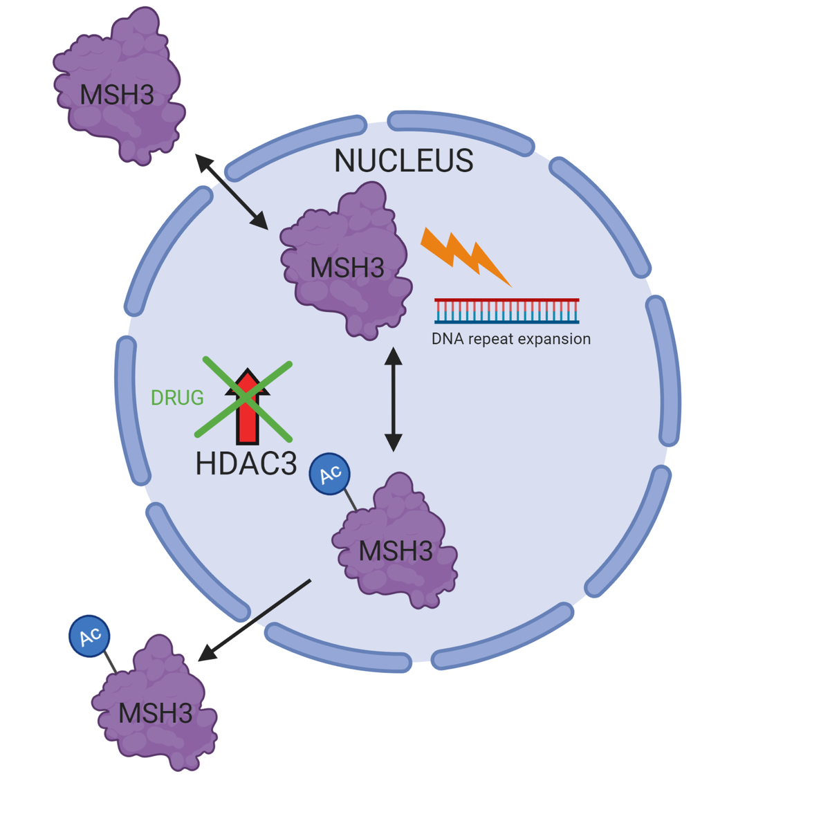 Hoe onderdrukt het medicijn CAG-repeat expansie? Als een Acetylgroep (Ac) wordt toegevoegd aan MSH3, wordt het uit de celkern gezet waar het geen toegang heeft tot de CAG-herhaling en dus CAG-repeat expansie stopzet. Normaal gesproken verwijderd HDAC3 deze acetylgroep (Ac) waardoor MSH3 in de celkern blijft en CAG-repeat expansie veroorzaakt. Als onderzoekers de cellen behandelen met het medicijn, kan HDAC3 niet meer deze acetylgroep (Ac) verwijderen. Dit betekent dat MSH3 buiten de celkern blijft vastzitten waar het geen toegang heeft tot de CAG-herhaling. Schema gemaakt met BioRender.  