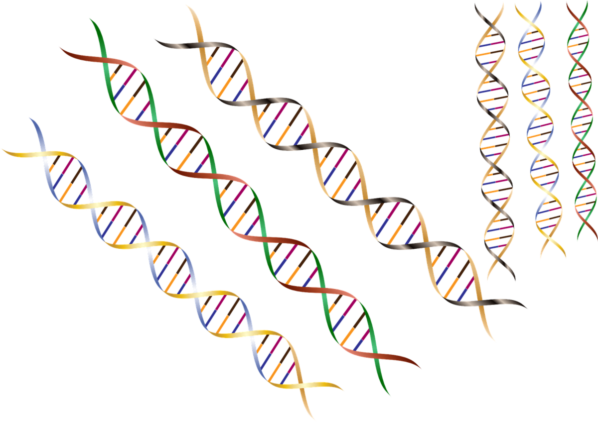 Genetische modificatoren zijn kleine variaties in de DNA-code die de oorzaak kunnen zijn van vervroegd optredende symptomen bij mensen met de ZvH  