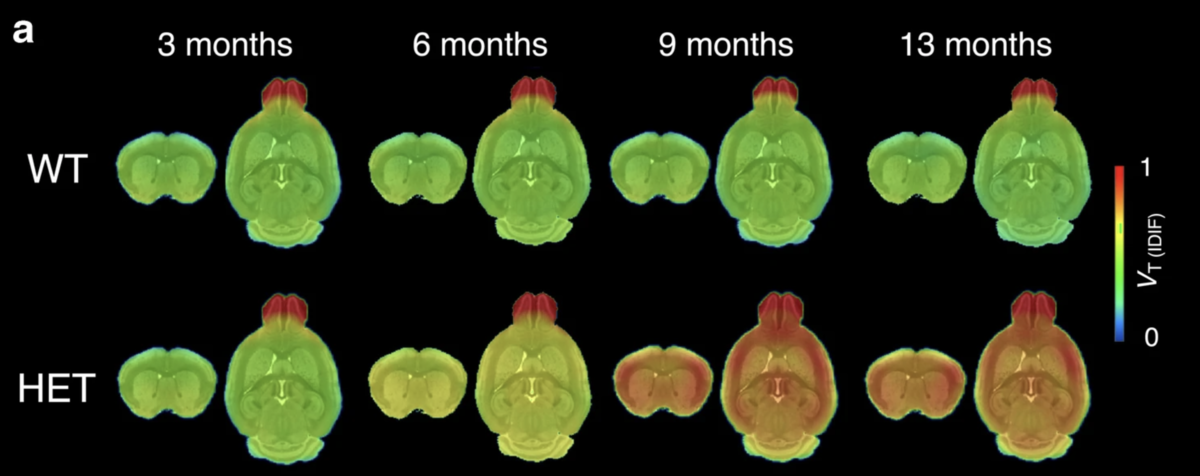 Voor muizen zonder ZvH (boven) zien we geen delen van de hersenen oplichten, zelfs als ze ouder worden. Maar in Huntington muismodellen (onder) waren wetenschappers in staat om te volgen hoe klonten zich opbouwen in de muizenhersenen. Toen deze huntingtonmuizen ouder werden zagen ze meer en meer hersengedeelten oplichten, met behulp van een nieuwe PET-scan tracer molecuul.  