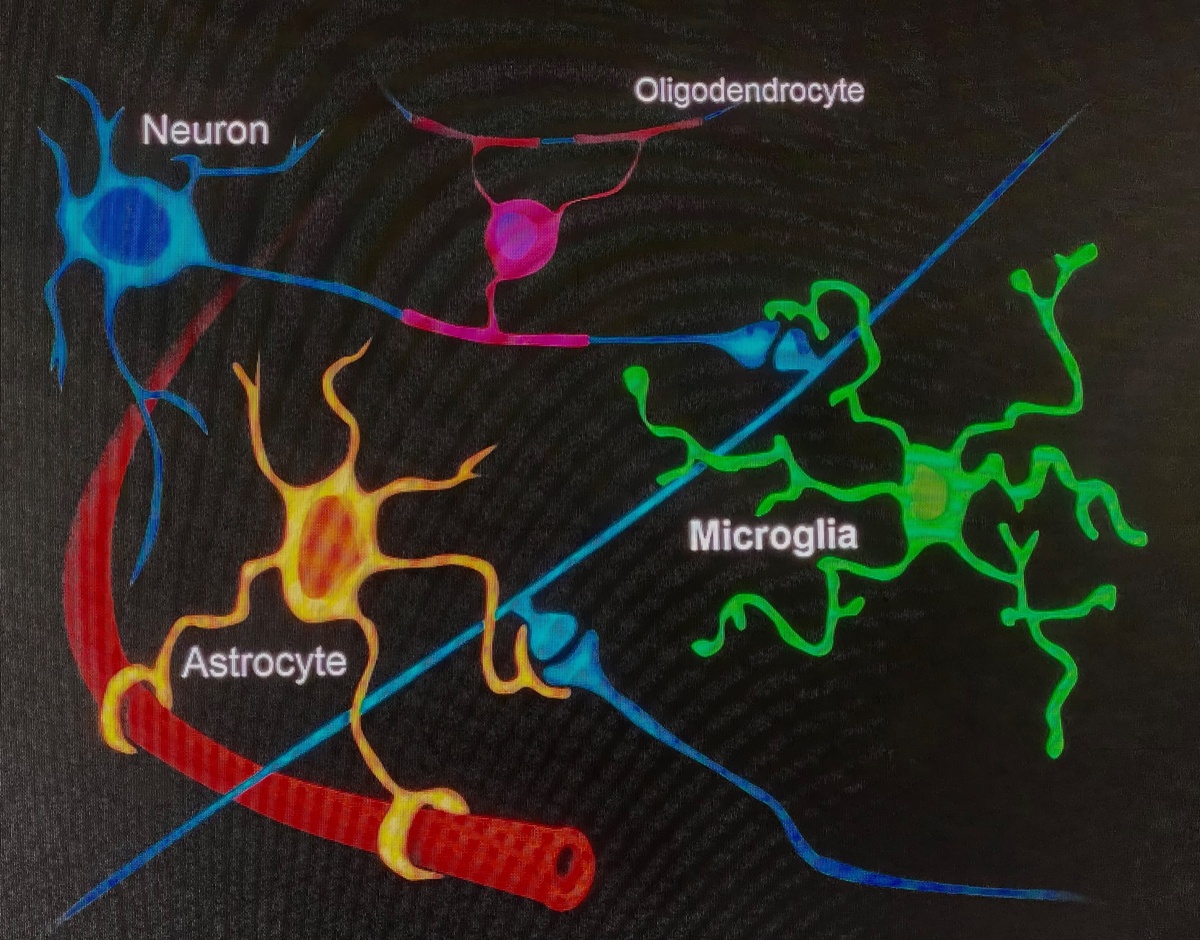 Microglia fungeren als het immuunsysteem van de hersenen   
