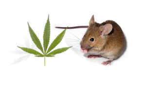 Twee chemische stoffen uit cannabis werden getest in muizen die 'vergiftigd' waren zodat ze enkele eigenschappen van de ZvH vertoonden.  