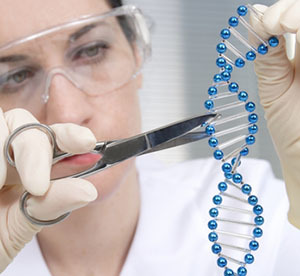 Genoom editen maakt gebruik van speciale moleculaire scharen die het DNA in cellen op bepaalde plekken knippen. Het DNA wordt dan op de plek waar het geknipt is gespleten.   