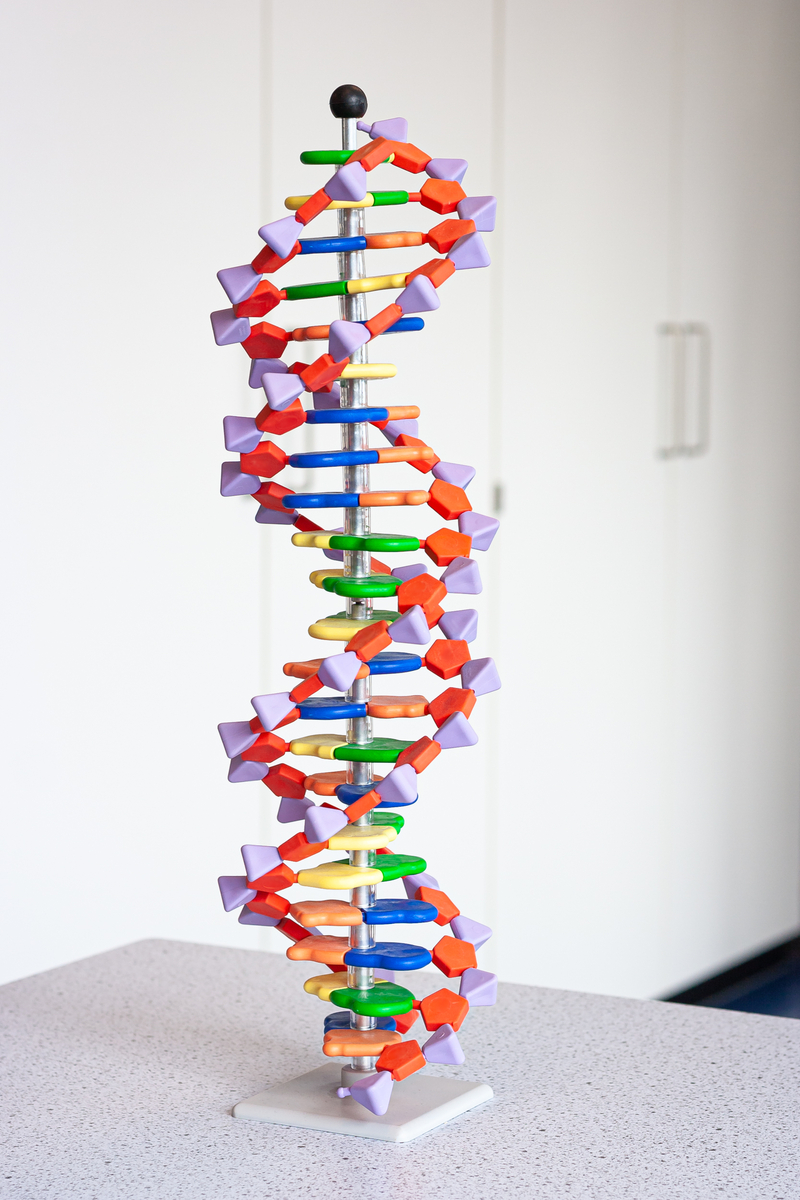 Als elke DNA-bouwsteen wordt vertegenwoordigd door een stukje lego van een andere kleur, dan zijn ze gemakkelijk weer bij elkaar te passen als je de twee strengen uit elkaar getrokken hebt. Maar wanneer je er 35 of meer van dezelfde kleur op een rij hebt, dan kan je uit het oog verliezen welk lego-blokje van de ene streng hoort bij welk lego-blokje van de andere streng. Hetzelfde gaat op wanneer DNA uit elkaar valt en zich opnieuw vormt - repetitieve DNA-sequenties kunnen dan verkeerd uitgelijnd raken.  