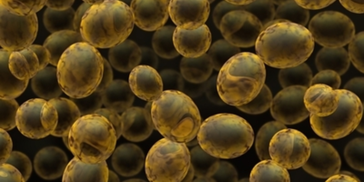 Gezamenlijke HDBuzz Prijswinnaar: Gist studies suggereren een nieuwe manier om cellen te beschermen tegen oxidatieve schade