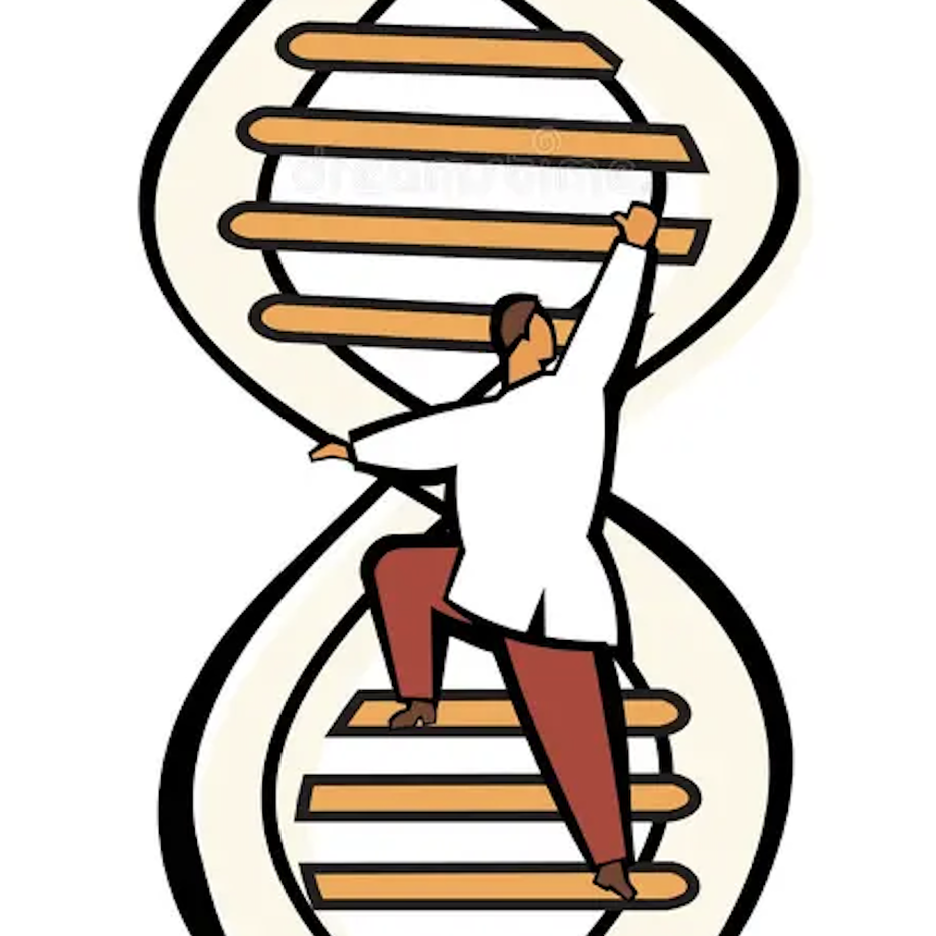 DNA is gestructureerd als een ladder met twee strengen genetisch materiaal die samengebonden zijn in een dubbele helix, elk bestaande uit een reeks letters van de genetische code. Letters op één DNA-streng vormen paren met letters op de tegenoverliggende streng en vormen de 'sporten' van de ladder  