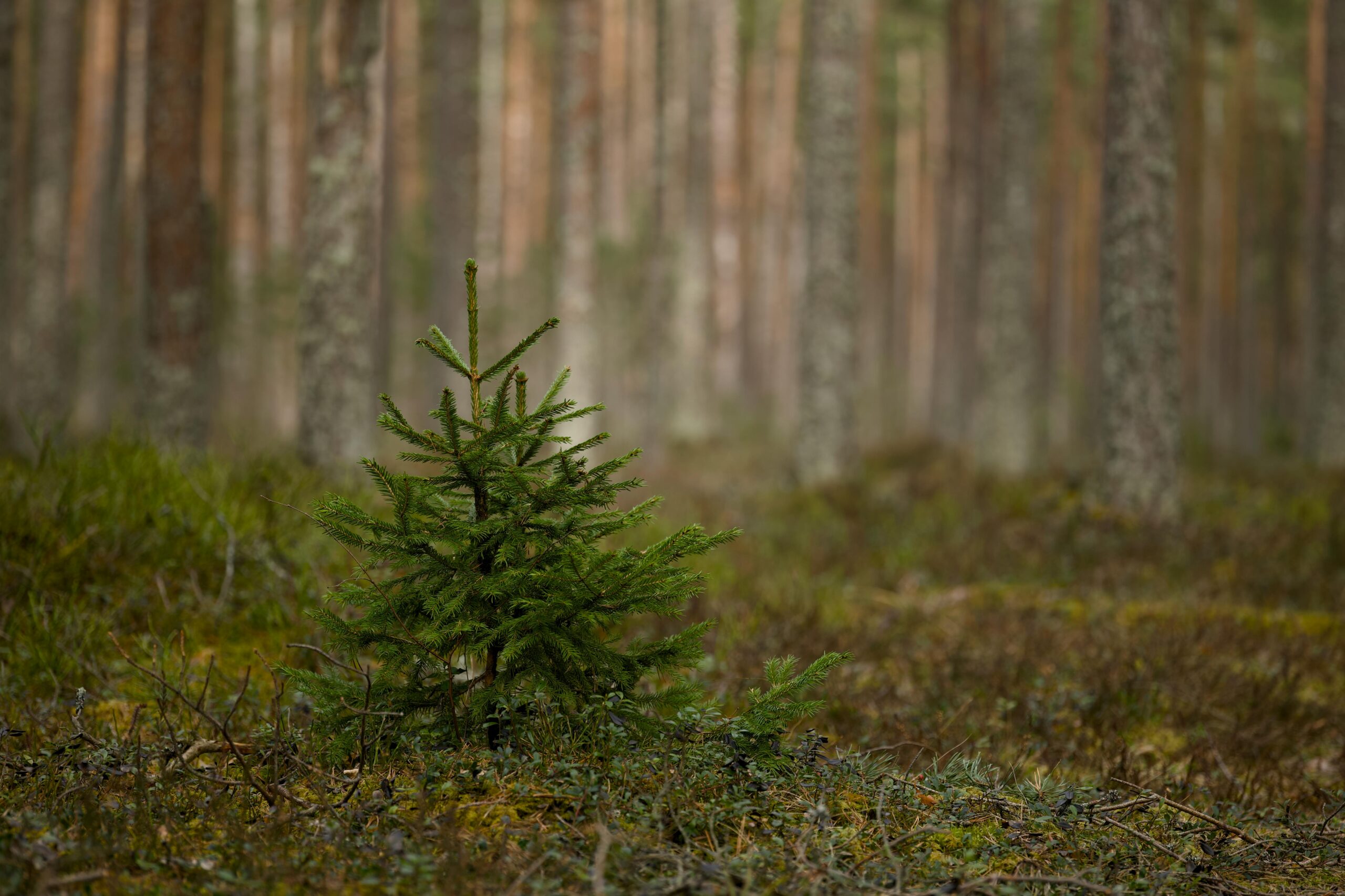 Precisie-snoeien met PROTACs: Selectief aanpakken van giftig huntingtine